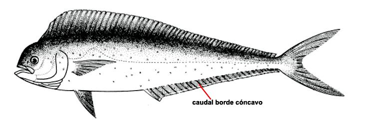 Coryphaena hippurus_01